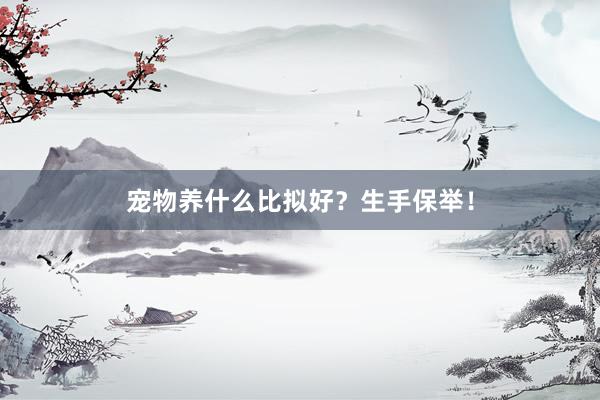 宠物养什么比拟好？生手保举！